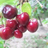 طبیعت بهاری روستای ییلاقی طبس درشمال سبزوار