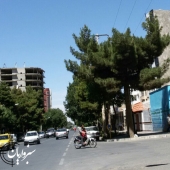 قطع سر درختان سبز تدبیری غیرمدبرانه در مدیریت شهری سبزوار
