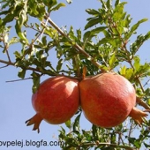 جلوه ی پاییز در باغهای میوه ی روستاهای سبزوار